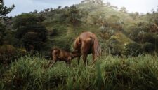 Kawanan kuda sandalwood melintasi hamparan padang savana Sumba Timur saat matahari terbenam, menyajikan pemandangan alam khas yang memikat para pelancong.