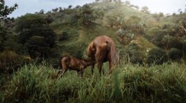 Kawanan kuda sandalwood melintasi hamparan padang savana Sumba Timur saat matahari terbenam, menyajikan pemandangan alam khas yang memikat para pelancong.