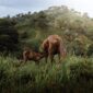 Kawanan kuda sandalwood melintasi hamparan padang savana Sumba Timur saat matahari terbenam, menyajikan pemandangan alam khas yang memikat para pelancong.