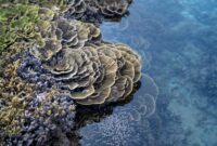 Seorang penyelam mengamati keindahan terumbu karang dan keanekaragaman hayati bawah laut di perairan Selat Pantar, Kepulauan Alor, Nusa Tenggara Timur.