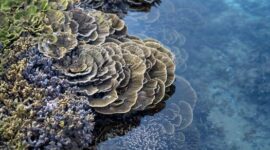 Seorang penyelam mengamati keindahan terumbu karang dan keanekaragaman hayati bawah laut di perairan Selat Pantar, Kepulauan Alor, Nusa Tenggara Timur.