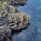 Seorang penyelam mengamati keindahan terumbu karang dan keanekaragaman hayati bawah laut di perairan Selat Pantar, Kepulauan Alor, Nusa Tenggara Timur.