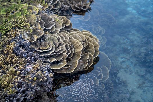 Seorang penyelam mengamati keindahan terumbu karang dan keanekaragaman hayati bawah laut di perairan Selat Pantar, Kepulauan Alor, Nusa Tenggara Timur.