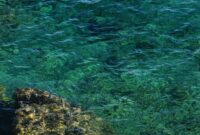 Keindahan bawah laut Kepulauan Alor dengan terumbu karang alami yang terjaga serta air laut jernih menjadi daya tarik utama bagi para pelancong pencari ketenangan.