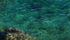 Keindahan bawah laut Kepulauan Alor dengan terumbu karang alami yang terjaga serta air laut jernih menjadi daya tarik utama bagi para pelancong pencari ketenangan.
