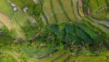 Pemandangan lanskap pematang sawah yang hijau di kawasan pedesaan Indonesia menawarkan ketenangan alami bagi para wisatawan yang mendambakan rehat dari hiruk-pikuk perkotaan.