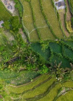 Menjelajah Keheningan Desa Wisata: Tren Slow Travel yang Menyembuhkan Jiwa Pelancong Urban