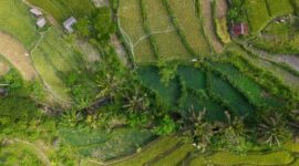 Pemandangan lanskap pematang sawah yang hijau di kawasan pedesaan Indonesia menawarkan ketenangan alami bagi para wisatawan yang mendambakan rehat dari hiruk-pikuk perkotaan.