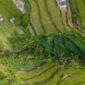 Pemandangan lanskap pematang sawah yang hijau di kawasan pedesaan Indonesia menawarkan ketenangan alami bagi para wisatawan yang mendambakan rehat dari hiruk-pikuk perkotaan.