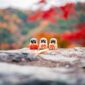 Pemandangan pedesaan tradisional di kawasan Miyama, Kyoto, yang menawarkan suasana tenang dan keindahan arsitektur atap jerami khas Jepang.