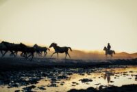 Seekor kuda sandalwood berdiri di hamparan sabana luas Sumba dengan latar belakang langit jingga saat matahari terbenam. Pemandangan eksotis ini menjadi salah satu daya tarik utama kawasan Nusa Tenggara Timur bagi pelancong yang mencari ketenangan.