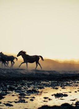 Menjelajahi Pesona Lembah Sumba dan Tren Wisata Perlahan bagi Pelancong Perkotaan Indonesia