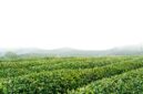 Hamparan kebun teh berundak di kawasan Uji, Kyoto, diselimuti nuansa sejuk musim gugur yang menawarkan ketenangan autentik bagi para pelancong.