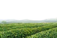 Hamparan kebun teh berundak di kawasan Uji, Kyoto, diselimuti nuansa sejuk musim gugur yang menawarkan ketenangan autentik bagi para pelancong.