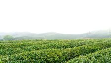 Hamparan kebun teh berundak di kawasan Uji, Kyoto, diselimuti nuansa sejuk musim gugur yang menawarkan ketenangan autentik bagi para pelancong.