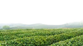 Hamparan kebun teh berundak di kawasan Uji, Kyoto, diselimuti nuansa sejuk musim gugur yang menawarkan ketenangan autentik bagi para pelancong.