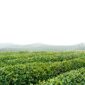 Hamparan kebun teh berundak di kawasan Uji, Kyoto, diselimuti nuansa sejuk musim gugur yang menawarkan ketenangan autentik bagi para pelancong.