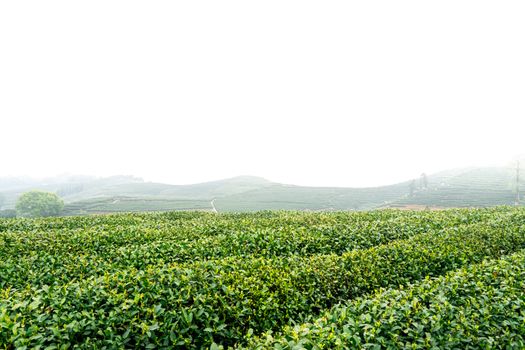 Hamparan kebun teh berundak di kawasan Uji, Kyoto, diselimuti nuansa sejuk musim gugur yang menawarkan ketenangan autentik bagi para pelancong.