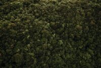 Hamparan hutan hujan tropis yang asri di kawasan pedalaman Indonesia menyajikan pemandangan hijau menyejukkan yang menjadi magnet utama bagi para pencinta wisata alam.