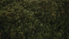 Hamparan hutan hujan tropis yang asri di kawasan pedalaman Indonesia menyajikan pemandangan hijau menyejukkan yang menjadi magnet utama bagi para pencinta wisata alam.