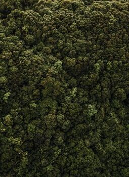 Menjelajah Pelosok Nusantara: Meresapi Keasrian Alam Indonesia yang Menentramkan Jiwa