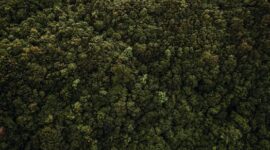 Hamparan hutan hujan tropis yang asri di kawasan pedalaman Indonesia menyajikan pemandangan hijau menyejukkan yang menjadi magnet utama bagi para pencinta wisata alam.
