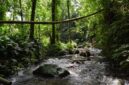 Pemandangan aliran sungai jernih di tengah hutan tropis Indonesia yang menjadi salah satu destinasi wisata alam favorit bagi pencari ketenangan jiwa.