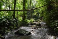 Pemandangan aliran sungai jernih di tengah hutan tropis Indonesia yang menjadi salah satu destinasi wisata alam favorit bagi pencari ketenangan jiwa.
