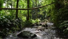 Pemandangan aliran sungai jernih di tengah hutan tropis Indonesia yang menjadi salah satu destinasi wisata alam favorit bagi pencari ketenangan jiwa.