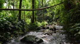 Pemandangan aliran sungai jernih di tengah hutan tropis Indonesia yang menjadi salah satu destinasi wisata alam favorit bagi pencari ketenangan jiwa.