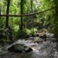 Pemandangan aliran sungai jernih di tengah hutan tropis Indonesia yang menjadi salah satu destinasi wisata alam favorit bagi pencari ketenangan jiwa.