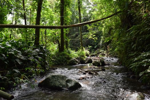 Pemandangan aliran sungai jernih di tengah hutan tropis Indonesia yang menjadi salah satu destinasi wisata alam favorit bagi pencari ketenangan jiwa.