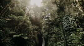 Pemandangan lanskap hutan tropis Indonesia yang asri dan dialiri sungai jernih menjadi destinasi favorit bagi para pelancong yang mendambakan ketenangan alam serta pengalaman wisata berkelanjutan.