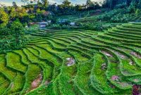 Hamparan sawah hijau melingkupi pemukiman warga di bawah naungan tebing-tebing batu granit menjulang tinggi di Lembah Harau, Sumatera Barat.