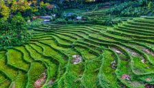 Hamparan sawah hijau melingkupi pemukiman warga di bawah naungan tebing-tebing batu granit menjulang tinggi di Lembah Harau, Sumatera Barat.