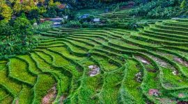 Hamparan sawah hijau melingkupi pemukiman warga di bawah naungan tebing-tebing batu granit menjulang tinggi di Lembah Harau, Sumatera Barat.