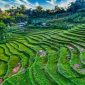 Hamparan sawah hijau melingkupi pemukiman warga di bawah naungan tebing-tebing batu granit menjulang tinggi di Lembah Harau, Sumatera Barat.