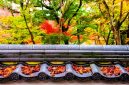 Hamparan dedaunan maple memerah memandangi kolam tradisional di Kuil Tenryu-ji, Kyoto, menciptakan panorama musim gugur yang menenangkan bagi para pengunjung.