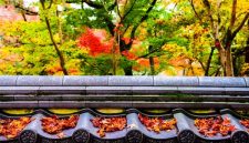 Hamparan dedaunan maple memerah memandangi kolam tradisional di Kuil Tenryu-ji, Kyoto, menciptakan panorama musim gugur yang menenangkan bagi para pengunjung.