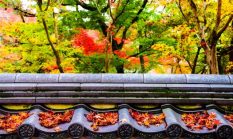 Menyelami Pesona Musim Gugur Kyoto melalui Pelarian Budaya dan Kuliner Tradisional Jepang