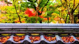Hamparan dedaunan maple memerah memandangi kolam tradisional di Kuil Tenryu-ji, Kyoto, menciptakan panorama musim gugur yang menenangkan bagi para pengunjung.