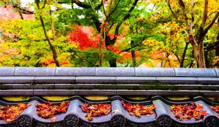 Menyelami Pesona Musim Gugur Kyoto melalui Pelarian Budaya dan Kuliner Tradisional Jepang
