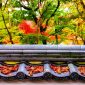 Hamparan dedaunan maple memerah memandangi kolam tradisional di Kuil Tenryu-ji, Kyoto, menciptakan panorama musim gugur yang menenangkan bagi para pengunjung.