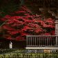 Suasana tenang di salah satu lorong pemukiman tradisional Kyoto dengan nuansa dedaunan musim gugur yang memerah indah.