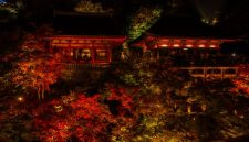 Pemandangan guguran daun mapel merah yang melapisi jalan berbatu di kawasan kuil tradisional Kyoto pada puncak musim gugur.