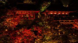 Pemandangan guguran daun mapel merah yang melapisi jalan berbatu di kawasan kuil tradisional Kyoto pada puncak musim gugur.